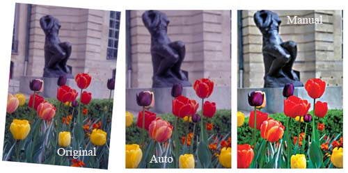 webpostflowers2.jpg