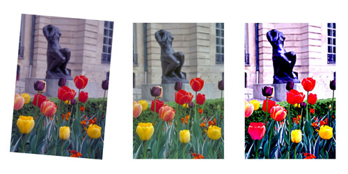 3flowersrobert.jpg